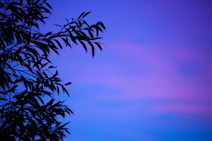 _absolutely_free_photos_original_photos_blue-leaf-silhouette-5616x3744_12648