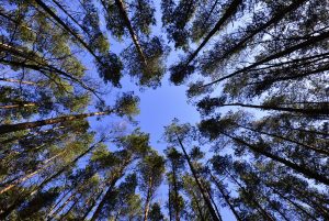 _absolutely_free_photos_original_photos_looking-up-in-spring-pine-forest-tree-to-canopy-bottom-view-wide-angle-background-4596x3072_20237